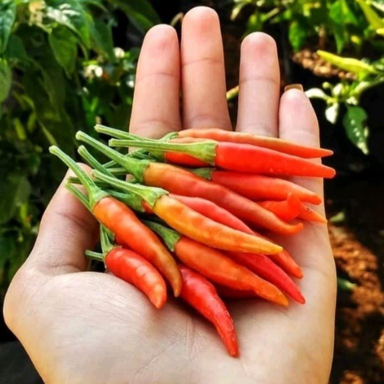 , 100 Biji Cabe Dewata 43 F1 | Bibit Cabe Rawit Dewata F1 | Benih Cabai Rawit ,