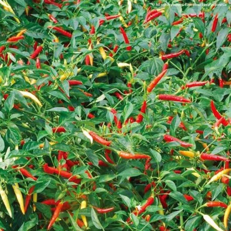 100 Biji Cabe Dewata 43 F1 | Bibit Cabe Rawit Dewata F1 | Benih Cabai Rawit