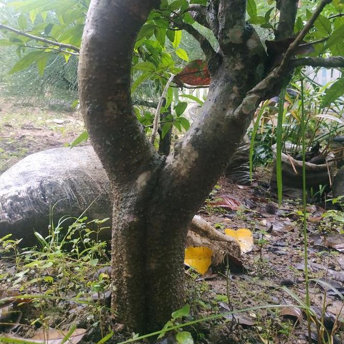 bonsai anting putri akar keliling batang jumbo xxl