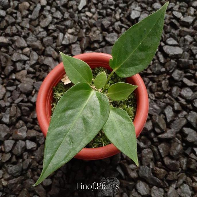 Tanaman Hias Baby Anthurium Veitchii Original not Dorayaki / Philo