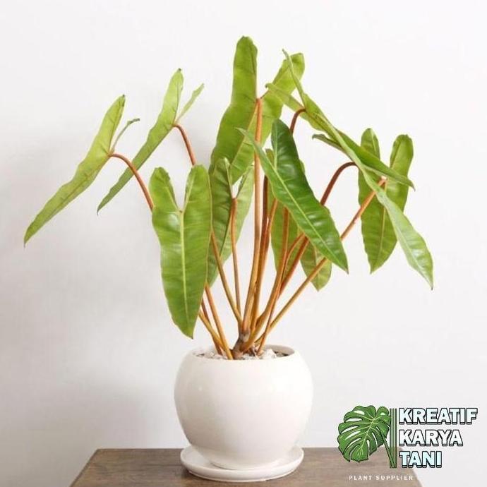Newcastel- Tanaman Hias Philodendron Bilitiae Kabel Busi - Kabel Busi