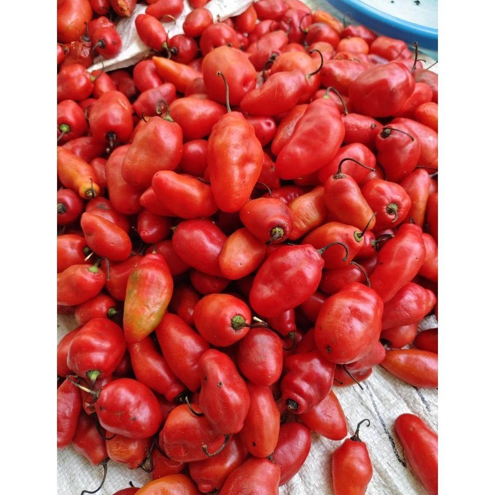 , ( 20 Biji ) Benih Cabe Gendot | Cabe Setan Gendot | Cabe Gendot | Cabe Pedas ,