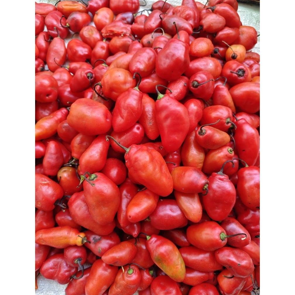 , ( 20 Biji ) Benih Cabe Gendot | Cabe Setan Gendot | Cabe Gendot | Cabe Pedas ,