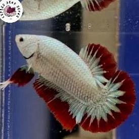 SEPASANG IKAN CUPANG LANGKA/RARE 1 PAIRS RED DRAGON