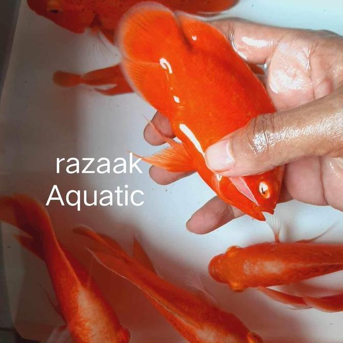 IKAN OSCAR RED CHILI MERAH PEKAT