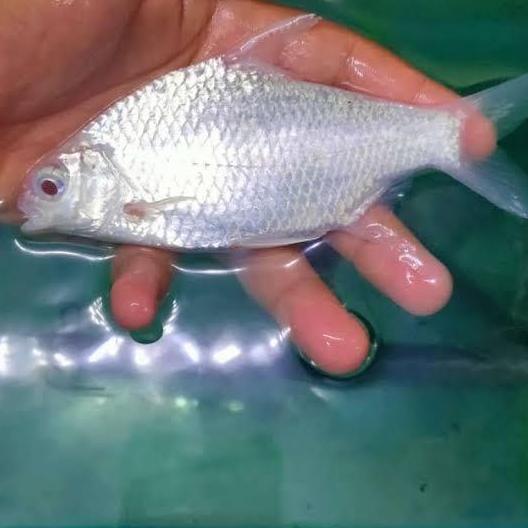 IKAN KAVIAT PLATINUM MATA MERAH