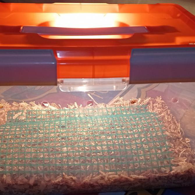 Box inkubator  terarium Countener