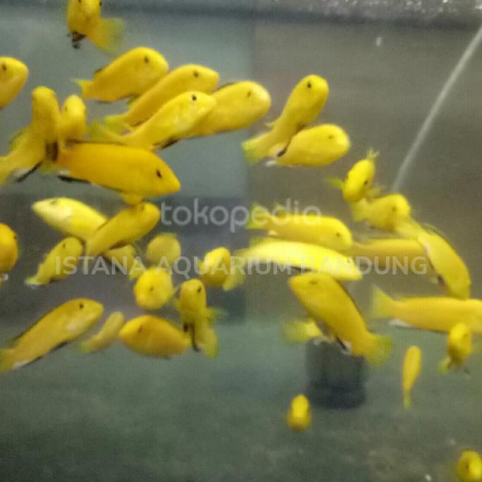 IKAN CICHLID LEMON
