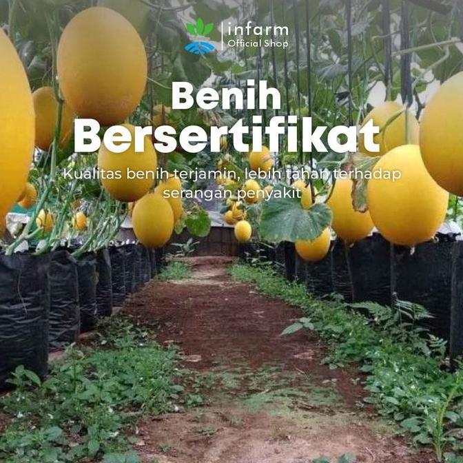 MURAH BERKUALITAS INFARM - Benih Melon Lemomelo Unggul, Bibit Buah Melon Golden Super Bibit Buah Mel