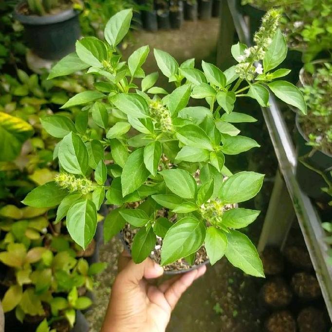 Parque - Pohon Kemangi Lalapan - Daun Kemangi Lalapan