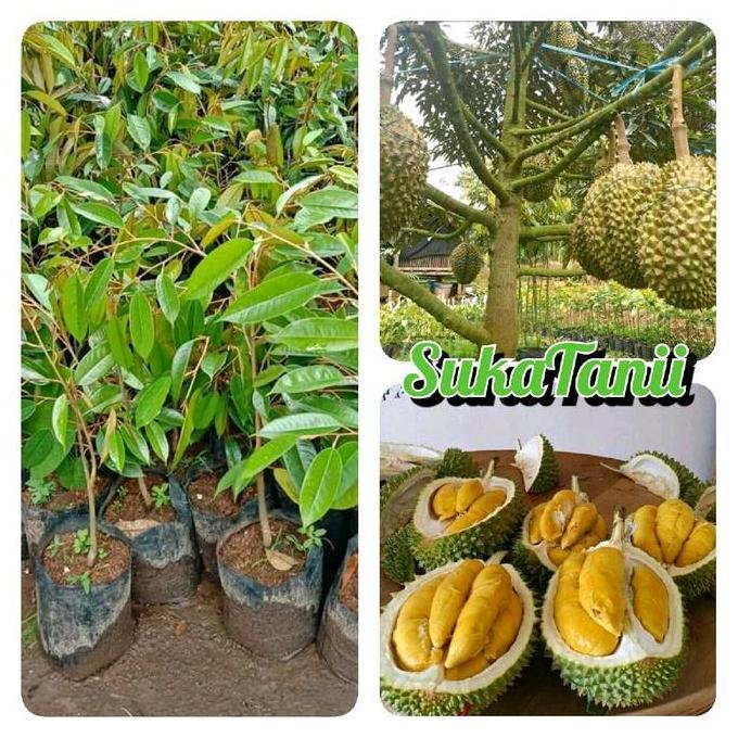 Parque - Bibit Durian Musangking Okalasi Bibit Durian Musangking Super