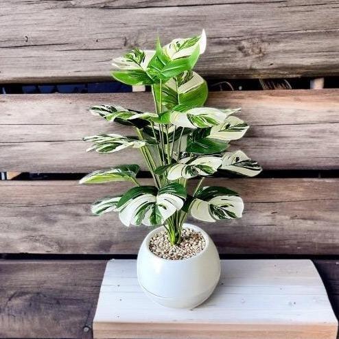 Monstera Varigata Artificial K18 Dengan Vas Bola Jumbo Plastik