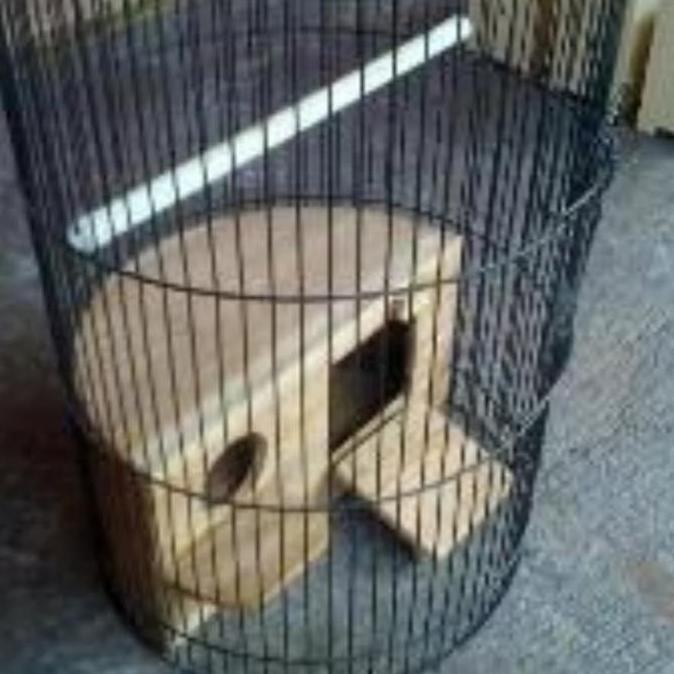 READYY Glodok ternak lovebird - glodokan oval sangkar lovebird - glodok kayu