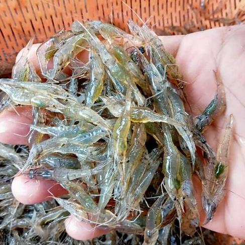 Pakan Hidup Udang Buat Pakan Predator