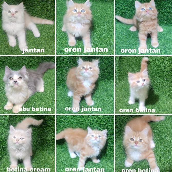 Jual Kitten Persia Anak Kucing Angora Flatnose - 1 Ekor Kucing Dengan Pilihan Warna Jantan, Oren Jan