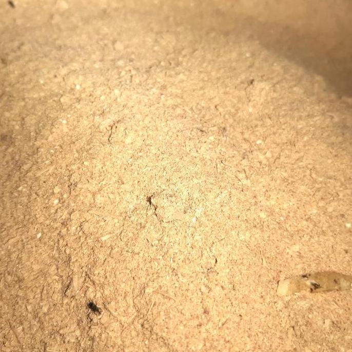 Dedak Halus Dedak Pakan Ayam 4Kg
