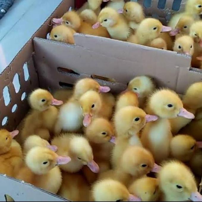 Anak Bebek Peking Hidup Kualitas Top Beli 10 Free Pur