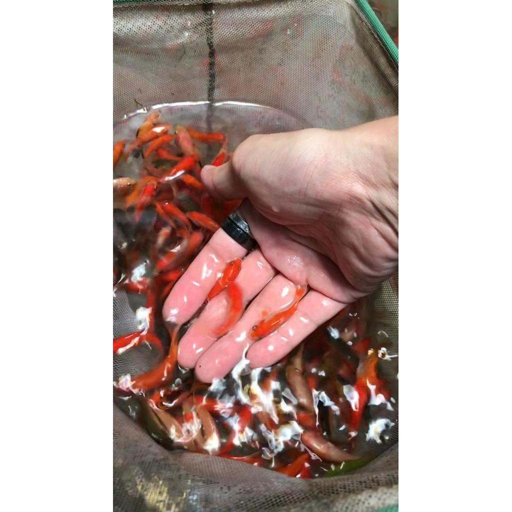 Ikan Mas Pakan Predator Makanan Ikan Bibit Ikan Mas