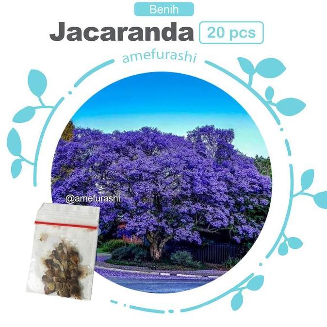 Pilihan- Bibit / Benih / Seeds Blue Jacaranda Pretty Tree Pohon Biru - Ungu