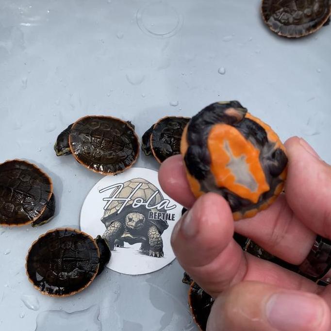 DAMER KURA KURA AIR DADA MERAH TURTLE