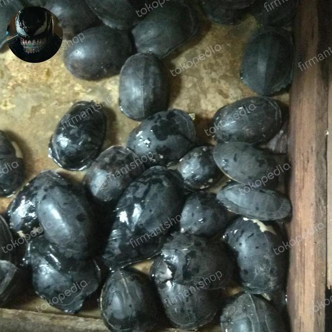 Kura-Kura Ambon Batok Indukan Harga Per Ekor Size 10cm-20cm Free Packing Stok Banyak