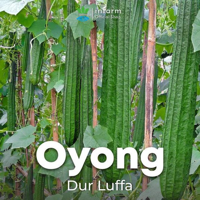 INFARM - Benih Buah Oyong Hibrida Durluffa, Bibit Buah Oyong Unggul Bibit Sayuran Oyong Super