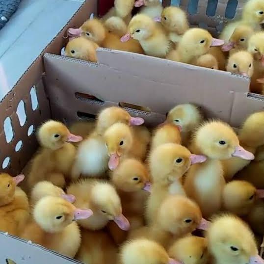 Anak Bebek Peking Hidup Sortiran Top Grade Beli 10 Gratis 1