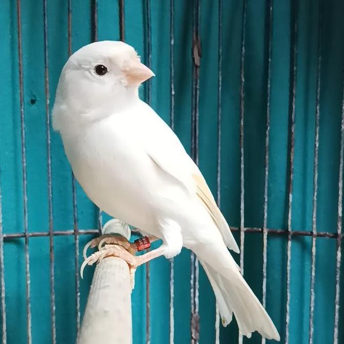 Burung kenari AF super putih gacor murah