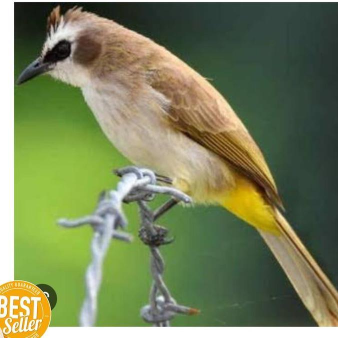 Burung Trucuk trucukan jatim body big murah