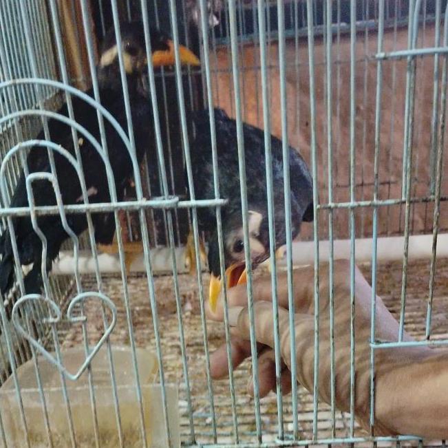 burung anakan mandiri beo mtw pilihan murah