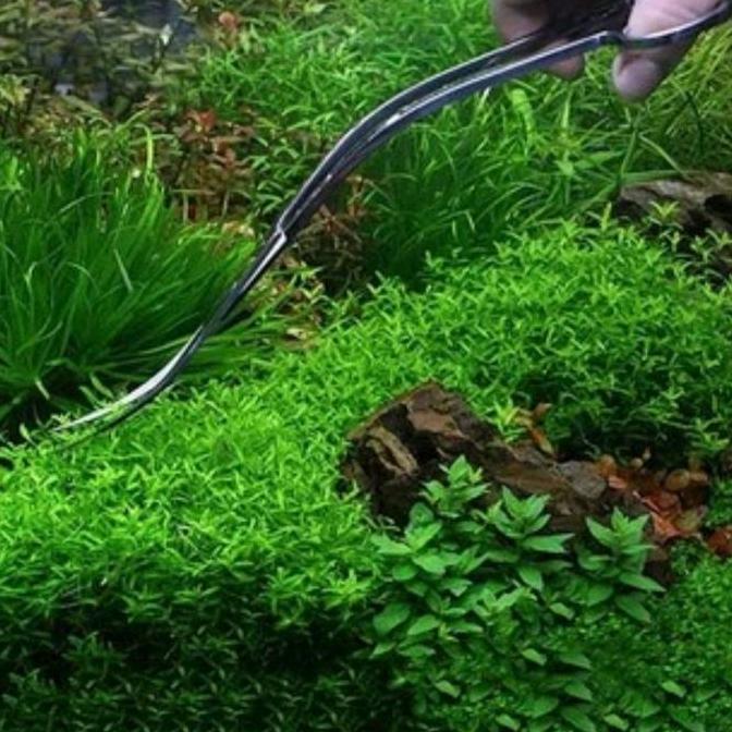 gunting tanaman stainless steel