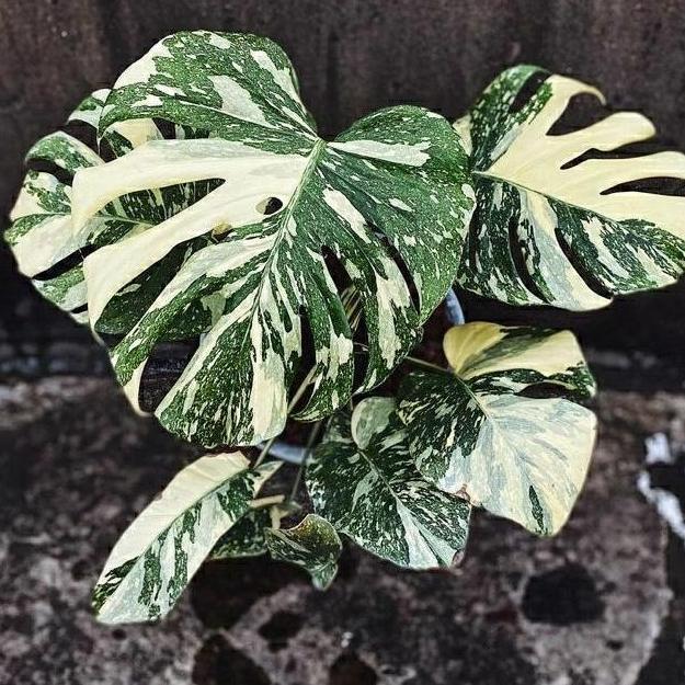 Monstera Thai Constellation / Monthai / Monthai Japan Lab