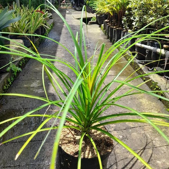 Asobiba- Tanaman Nolina Palem / Ponytail Palm / Palem Kuncir Kuda