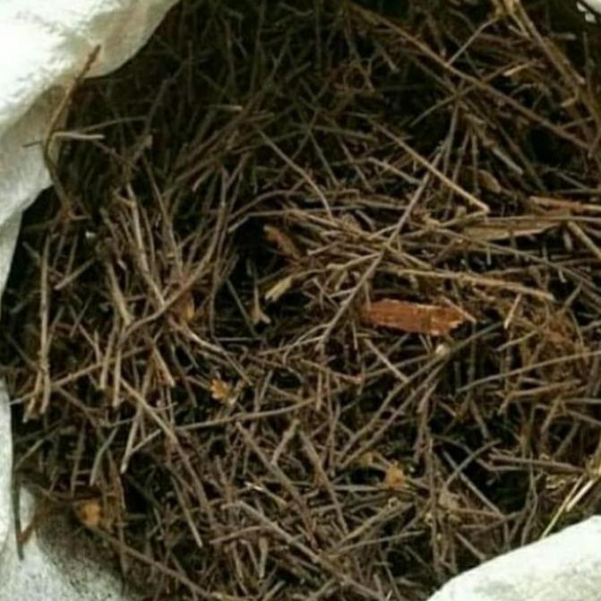 Media tanam akar pakis cacah 1 karung karungan