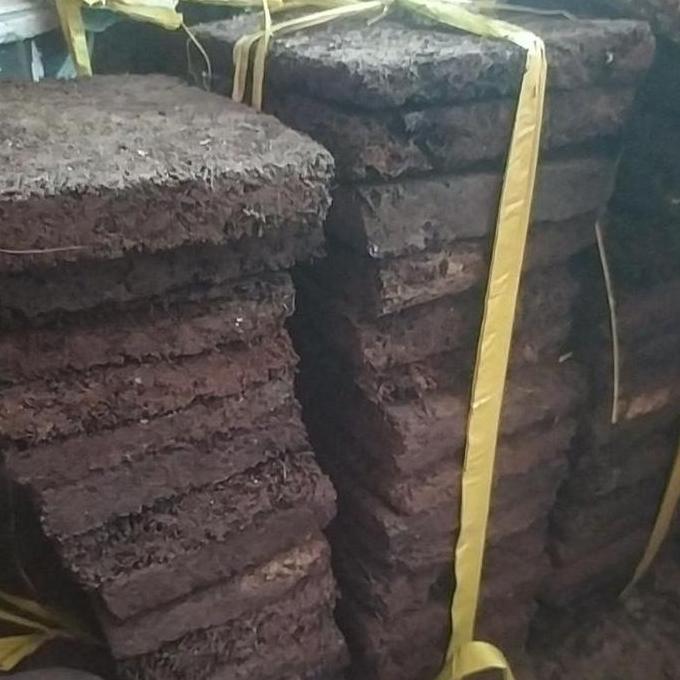 Papan akar pakis media tanam anggrek