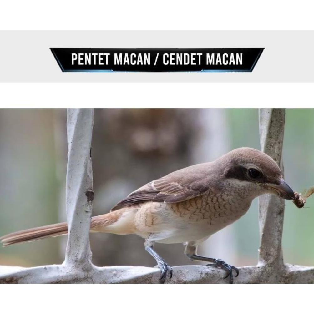 Pawfect Grooming Burung Pentet Macan Prospek Super Mulus