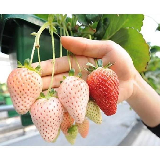 Benih Bibit Biji Buah Stroberi Strawberry White Alpine Import