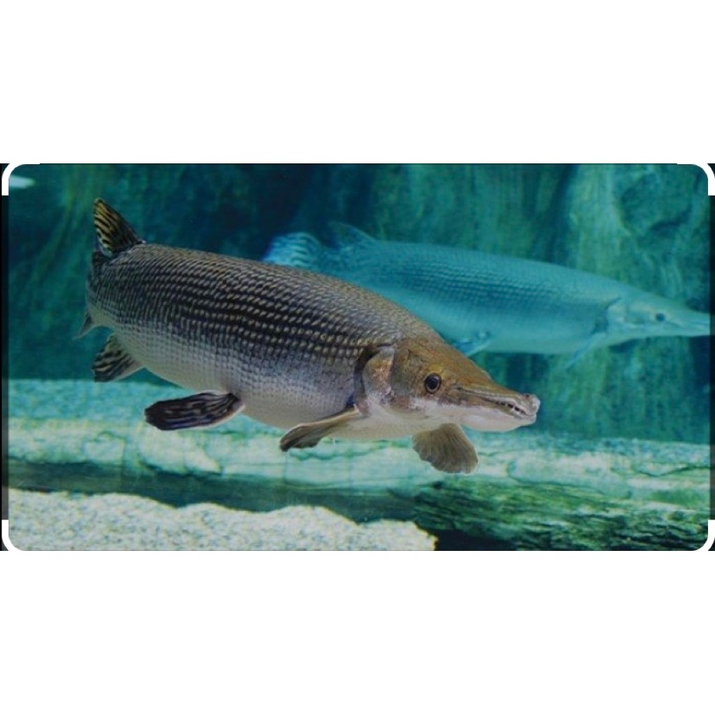 HIASAN AQUARIUM ALIGATOR SPTATULA GAR GERIGI DURIAN UK 13-15 cm