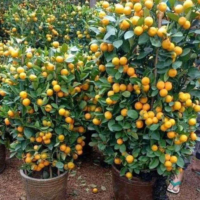 bibit jeruk Santang madu manis