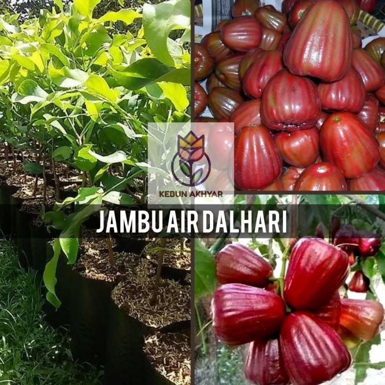 Bibit Jambu Air Dalhari Tanaman Buah Jambu Dalhari Okulasi Cepat Berbuah