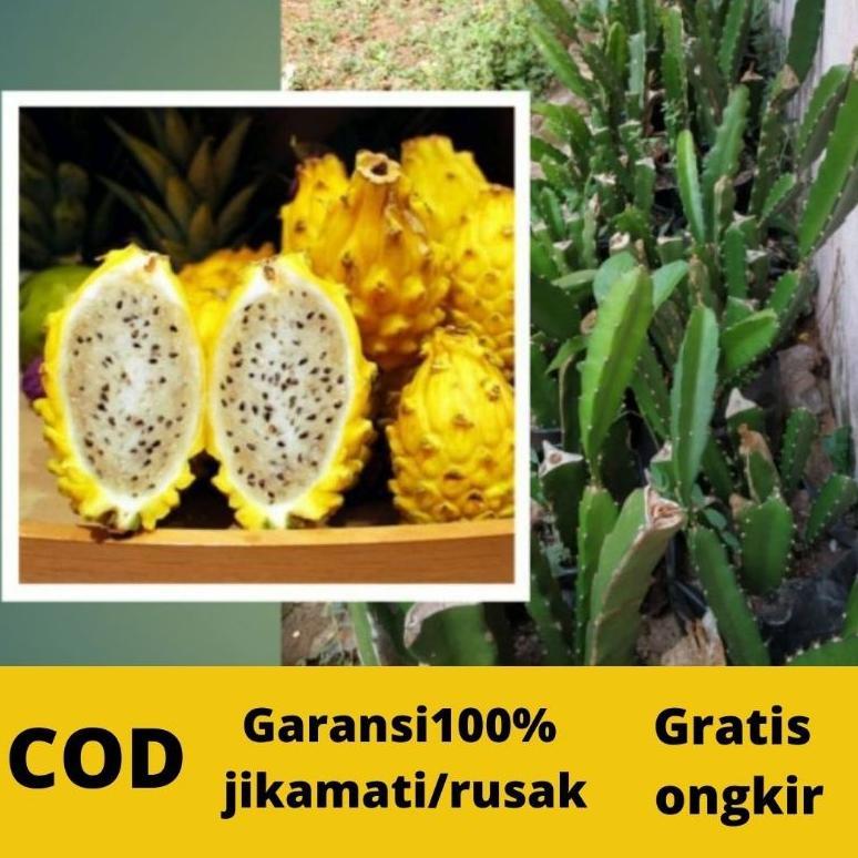 Bibit Buah Naga Kuning Super Bibit Buah Naga Kuning okulasi Bibit Buah Naga Kuning Tambulapot
