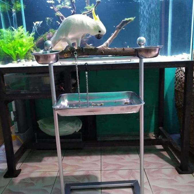 PROMO DISKON - Tangkringan pangkringan burung parrot kakatua africran grey hans macaw