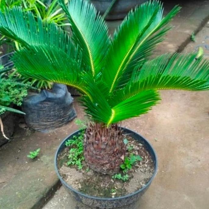 tanaman hias palem sikas mini pot
