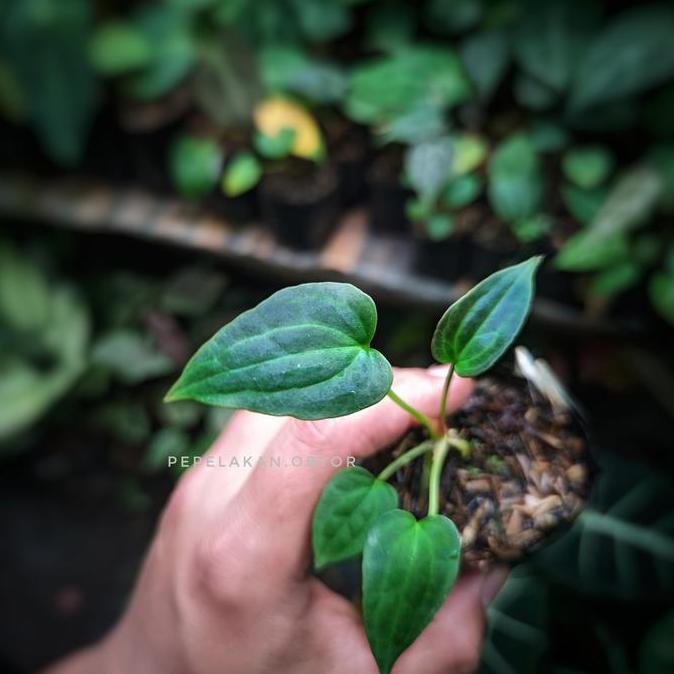 Anthurium Dark Mama Hybrid Real Karakter Anthurium Warocqueanum x Papillilaminum