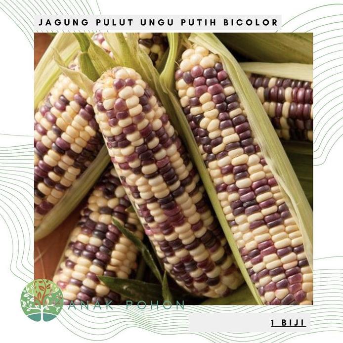 Ready Benih Bibit Biji - Jagung Pulut Batik Bicolor Ungu Putih Corn Seeds