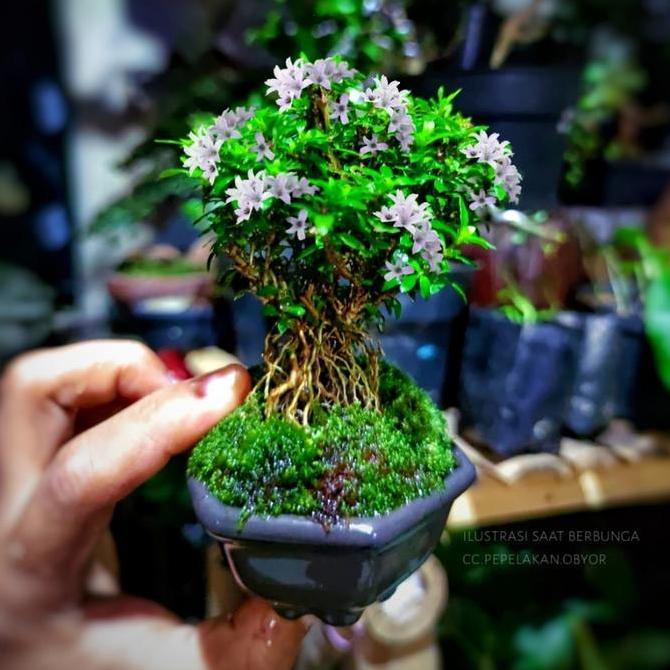 Bonsai Mini Shito Seribu Bintang Super Micro Japan Plus Pot Bonsai Batu Tanaman