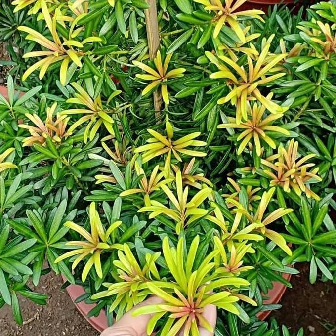 tanaman hias lohansung cincuan pucuk merah - lohansung merah