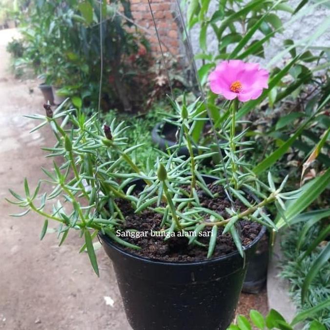 Tanaman Hias Bunga Krokot Gantung + Pot