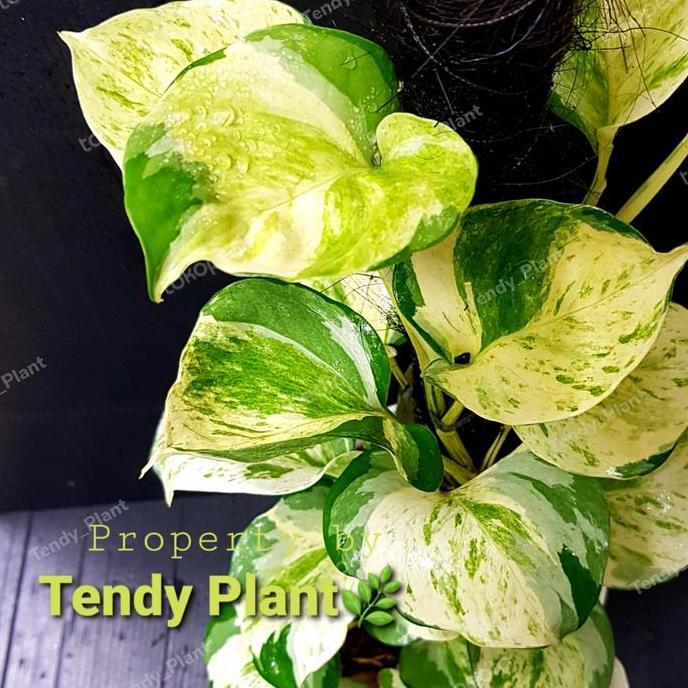 Sirih Gading Manjula,Manjula Pothos,Besar, turus+lumut hidup Tanaman