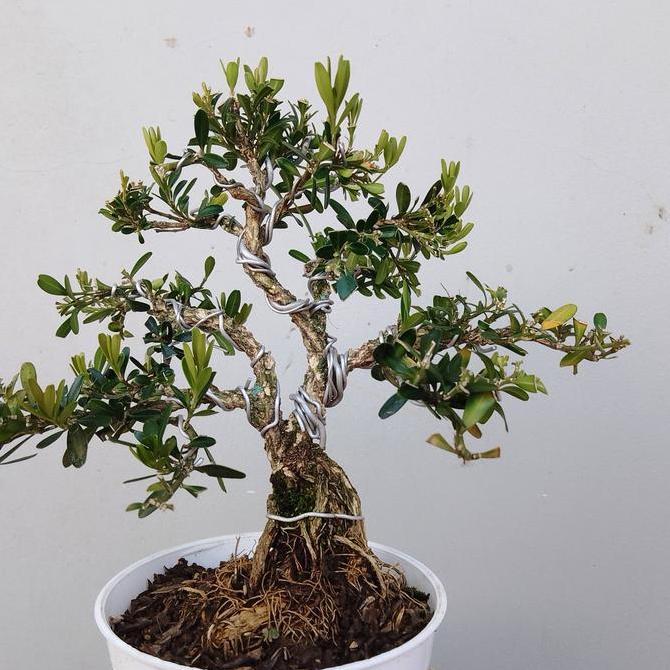 bonsai murah promo 3jenis bonsai jadi